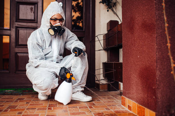 Reliable Wasp Removal contractor in Anaheim, CA by Show Me Pest Control